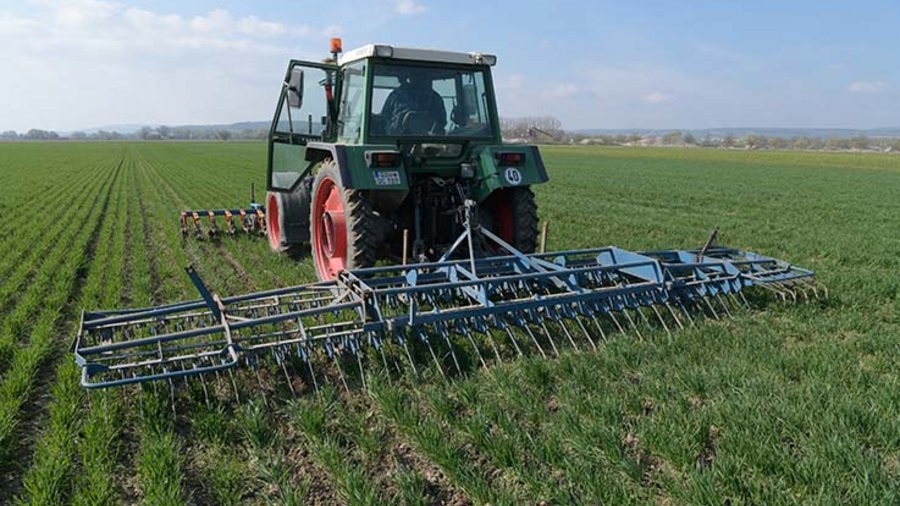 Mechanische Unkrautbekämpfung im Weizen mit Hackmaschine und Striegel. Bild: Landpixel