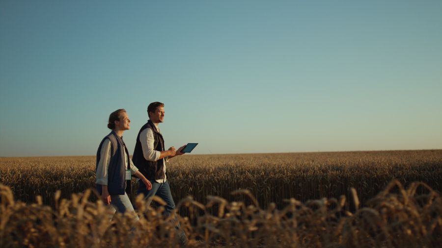 Mann mit Tablet in der Hand und Frau daneben schreiten in Abendstimmung durch reife Getreidefelder, im Hintergrund nur Feld und wolkenloser Himmel.