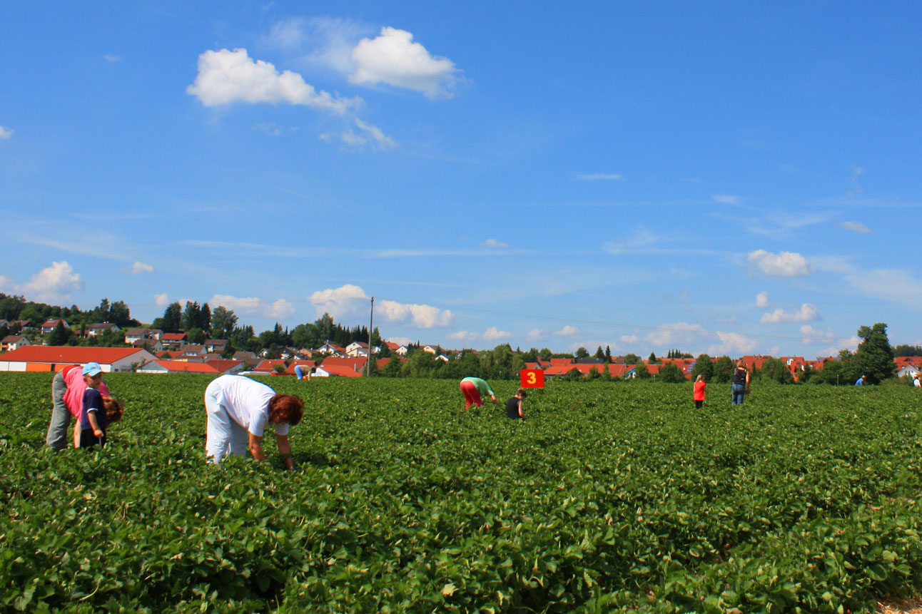 Menschen ernten Erdbeeren auf einem Selbstpflückfeld