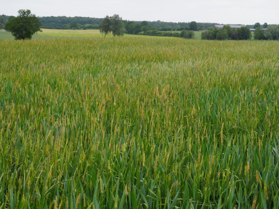 Das Foto zeigt ein Weizenfeld vor einem Wald. Zwischen den Weizenpflanzen ist vermehrt das Ungras Ackerfuchsschwanz zu sehen. Es ist wesentlich höher als die Weizenpflanzen.