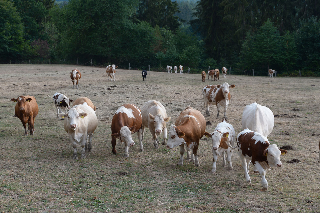 Mehrere Rinder auf vertrockneter Wiese