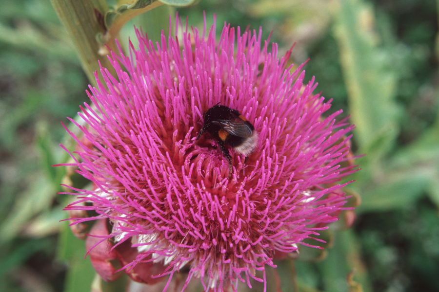 Eine Hummel sitzt auf einer Blüte