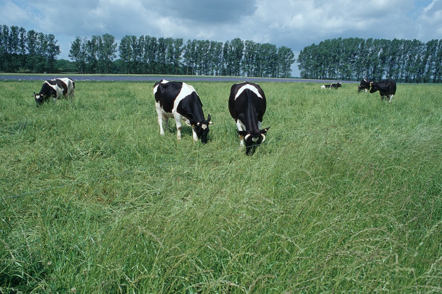 Schwarzweiße Kühe auf Weide