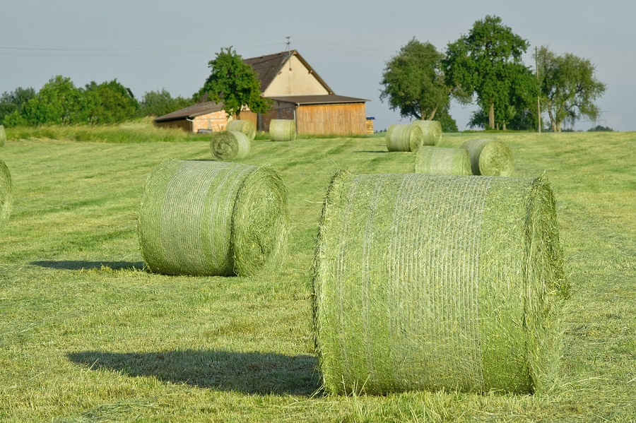 Wiese mit Heuballen