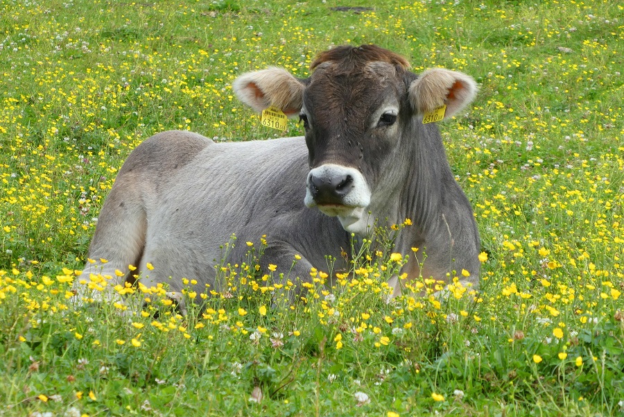 Liegende Kuh auf blühender Weide