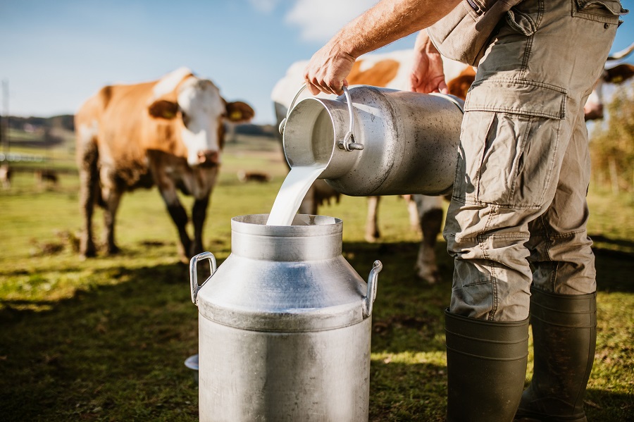 Frische Milch wird auf Weide in Behälter gefüllt