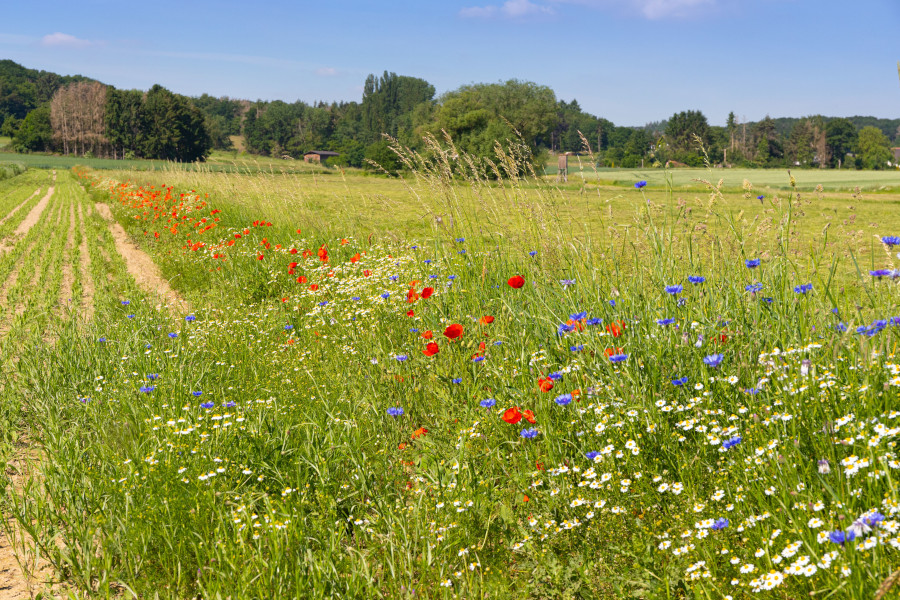 Sommerlicher Blühstreifen am Rande eines Getreidefelds
