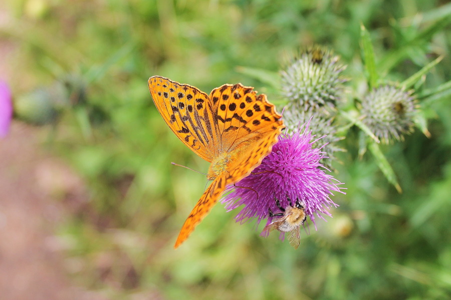 Ein Schmetterling sitzt auf einer Blüte.