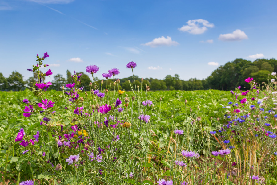 Wildblumen mit Kartoffelacker im Hintergrund
