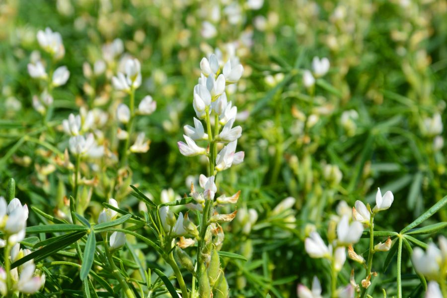 Weiße Lupine auf einem Feld