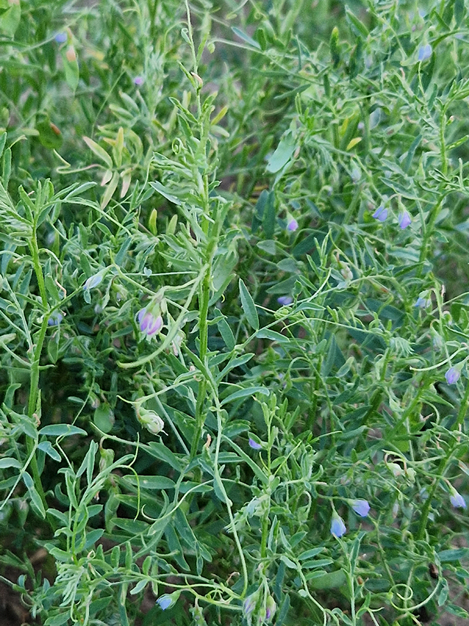 Linsenbestand in der Blüte