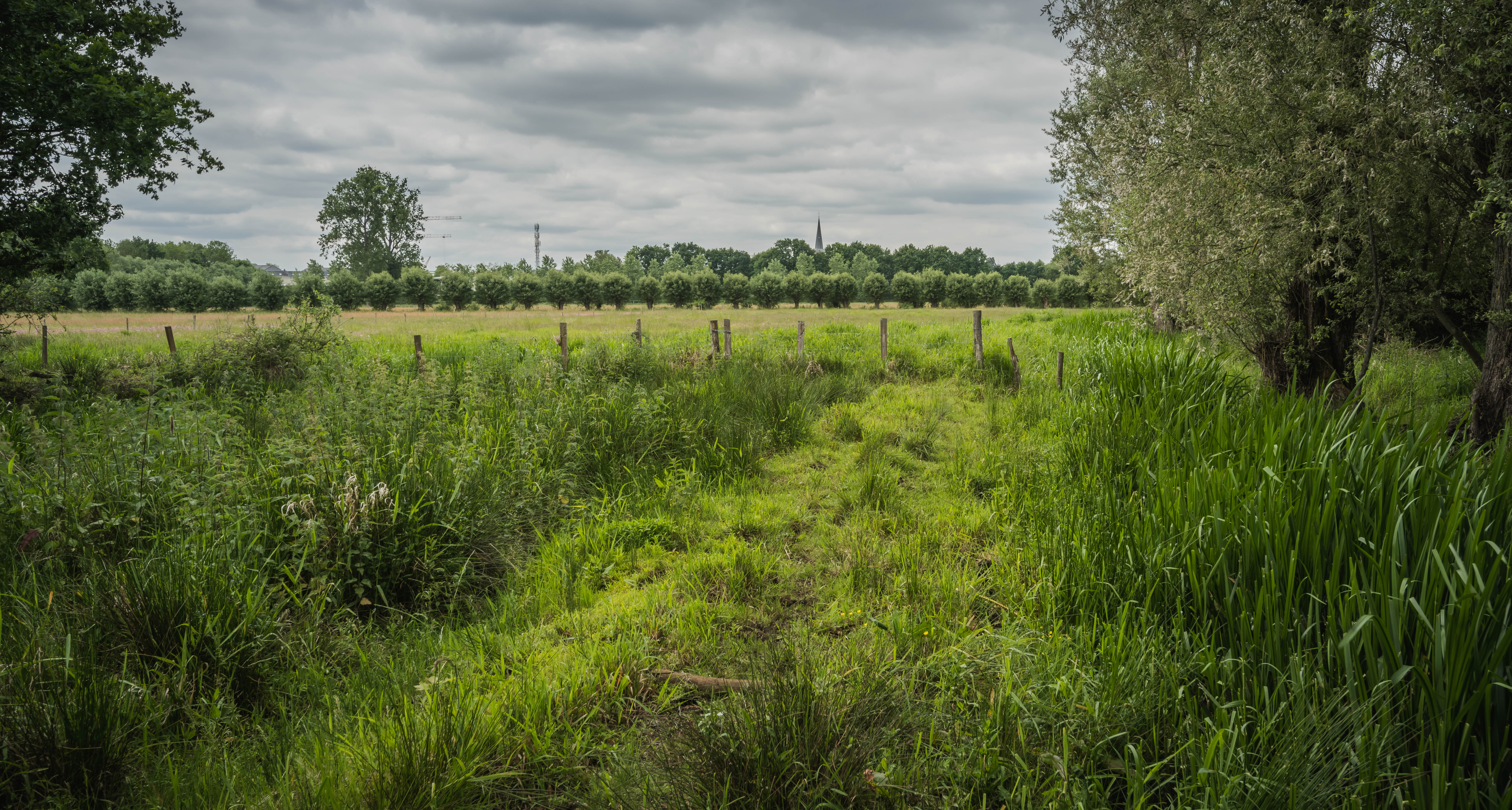 Struckturell vielfältige Agrarlandschaft. Zu sehen ist ein Feldweg, Schilf, Weidezaun, Grünland und Kopfweiden