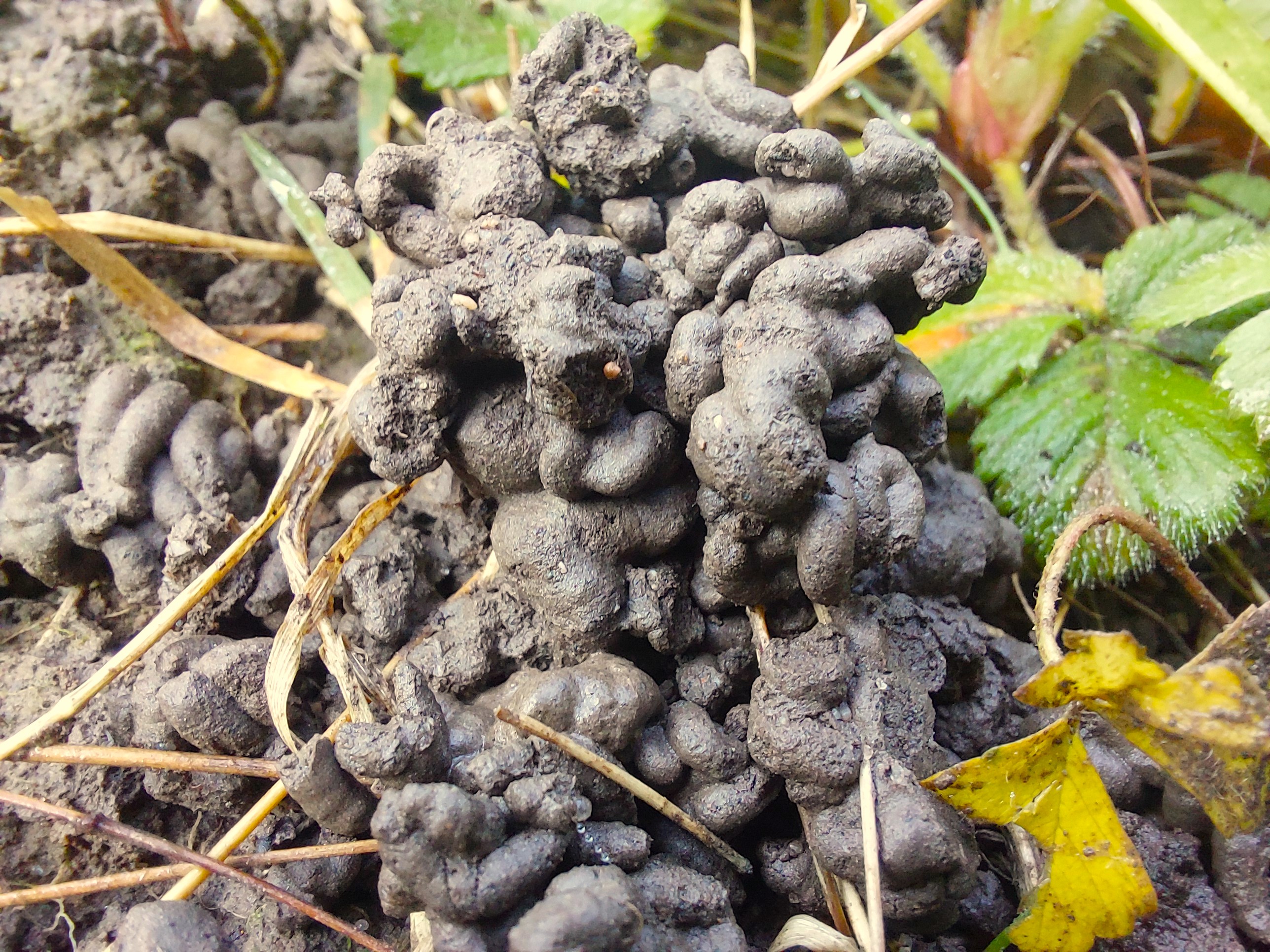 Regenwurmkothaufen auf Boden zwischen Pflanzen