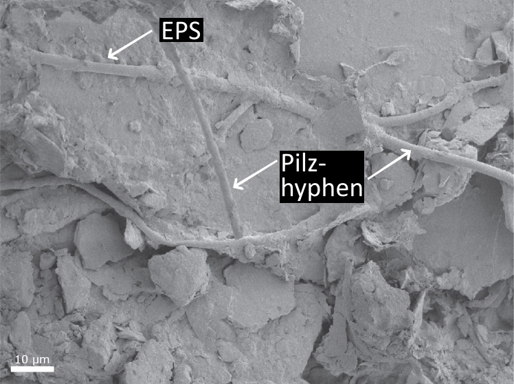 Fadenförmige Pilzhyphen mit Ablagerungen zu den Seiten ziehen sich über ein Bodenmineral.