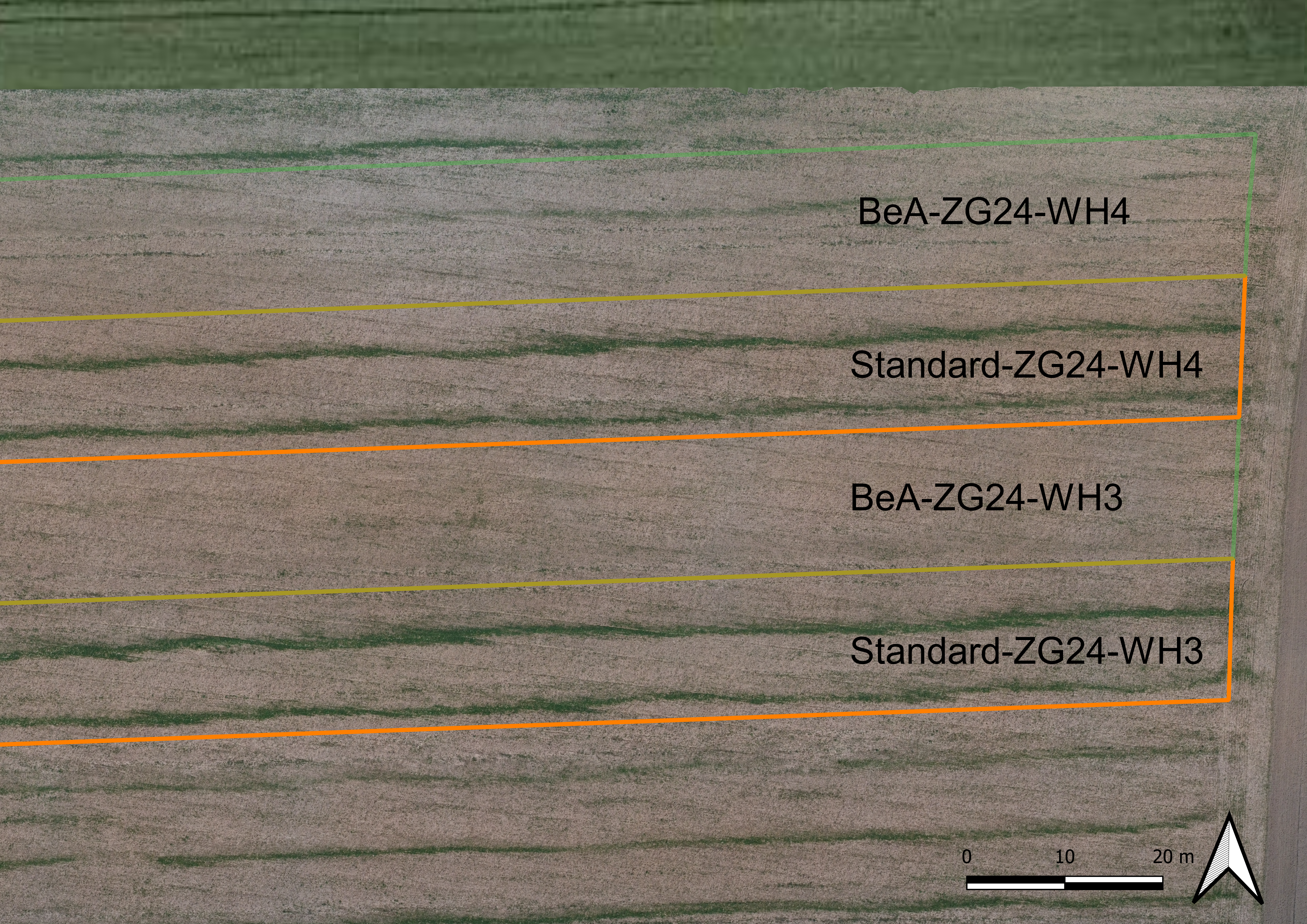 Abb. 4: Gerstenfeld nach der Ernte 2024 mit Nachernteauflauf, in den Standard-Parzellen mit mehr auflaufendem Beikraut/Verlustkorn (grüne Streifen) ist der Effekt deutlich zu erkennen (BeA = Parzellen mit Abscheideeinheit eingeschaltet, Standard = Parzellen ohne Abscheideeinheit, ZG = Schlag, WH = Wiederholung) 