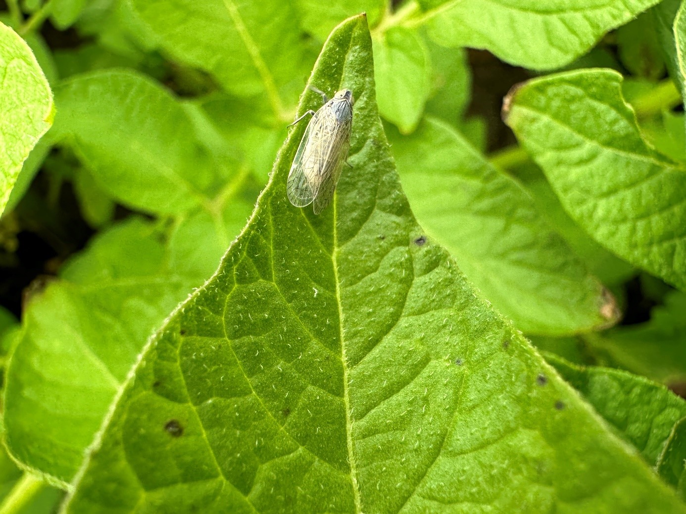 Schilfglasflügelzikade auf Kartoffelblatt