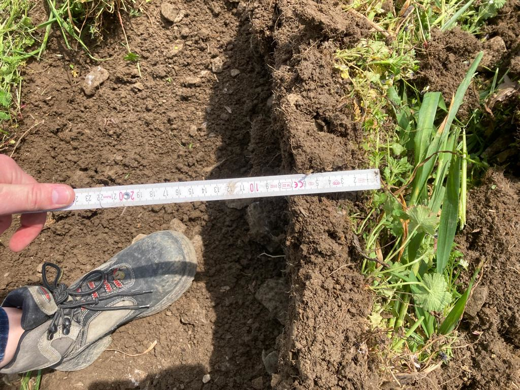 Das Bild zeigt eine Scholle mit stark durchwachsenem Boden durch Unkräuter.