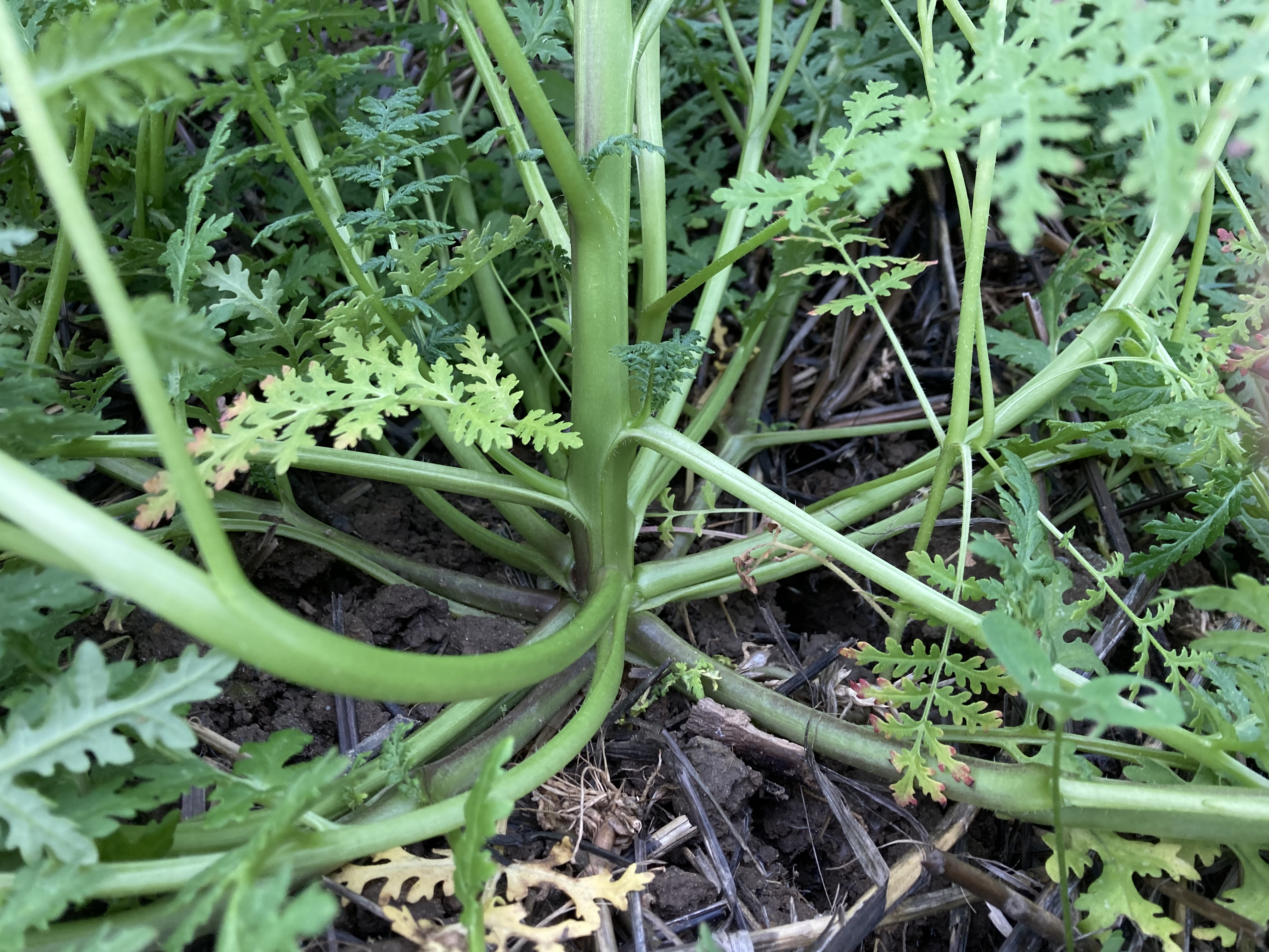 Nahaufnahme von Phacelia mit Verzweigungen an der Basis.