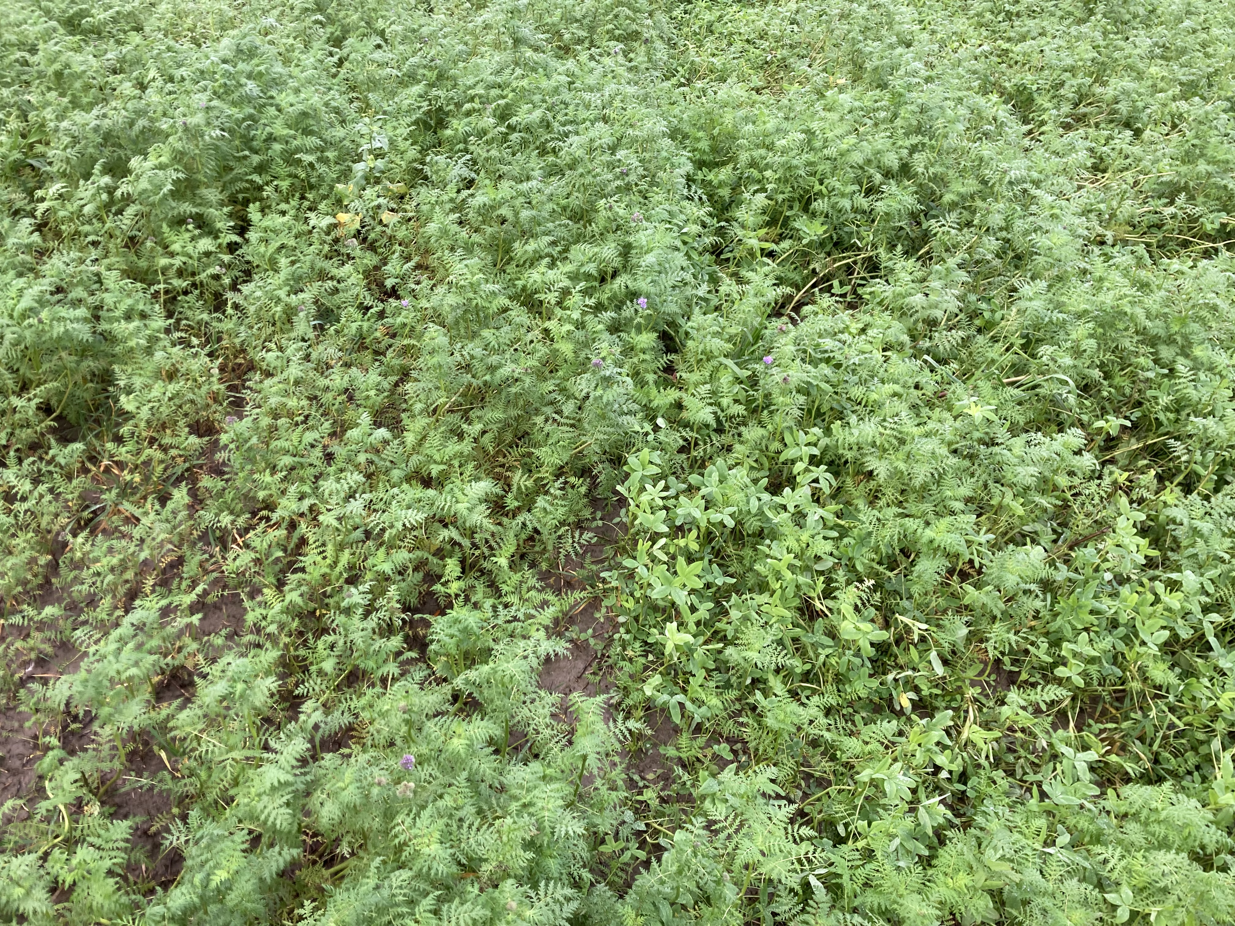 Pflanzenbestand mit zwei unterschiedlichen Saatmischungen in Nahaufnahme. 