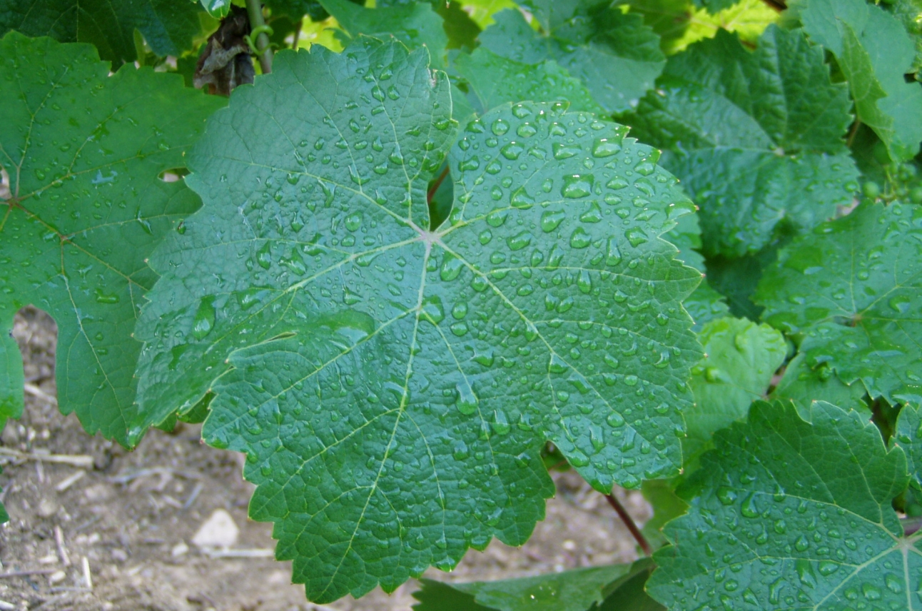 Weinblatt