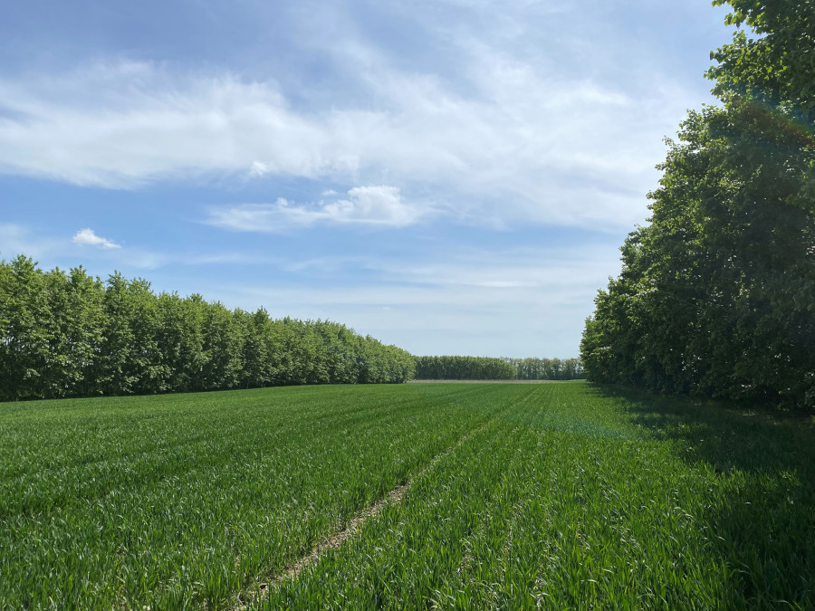 Baumreihen mit Pappel stehen links und rechts von einem Getreidefeld.