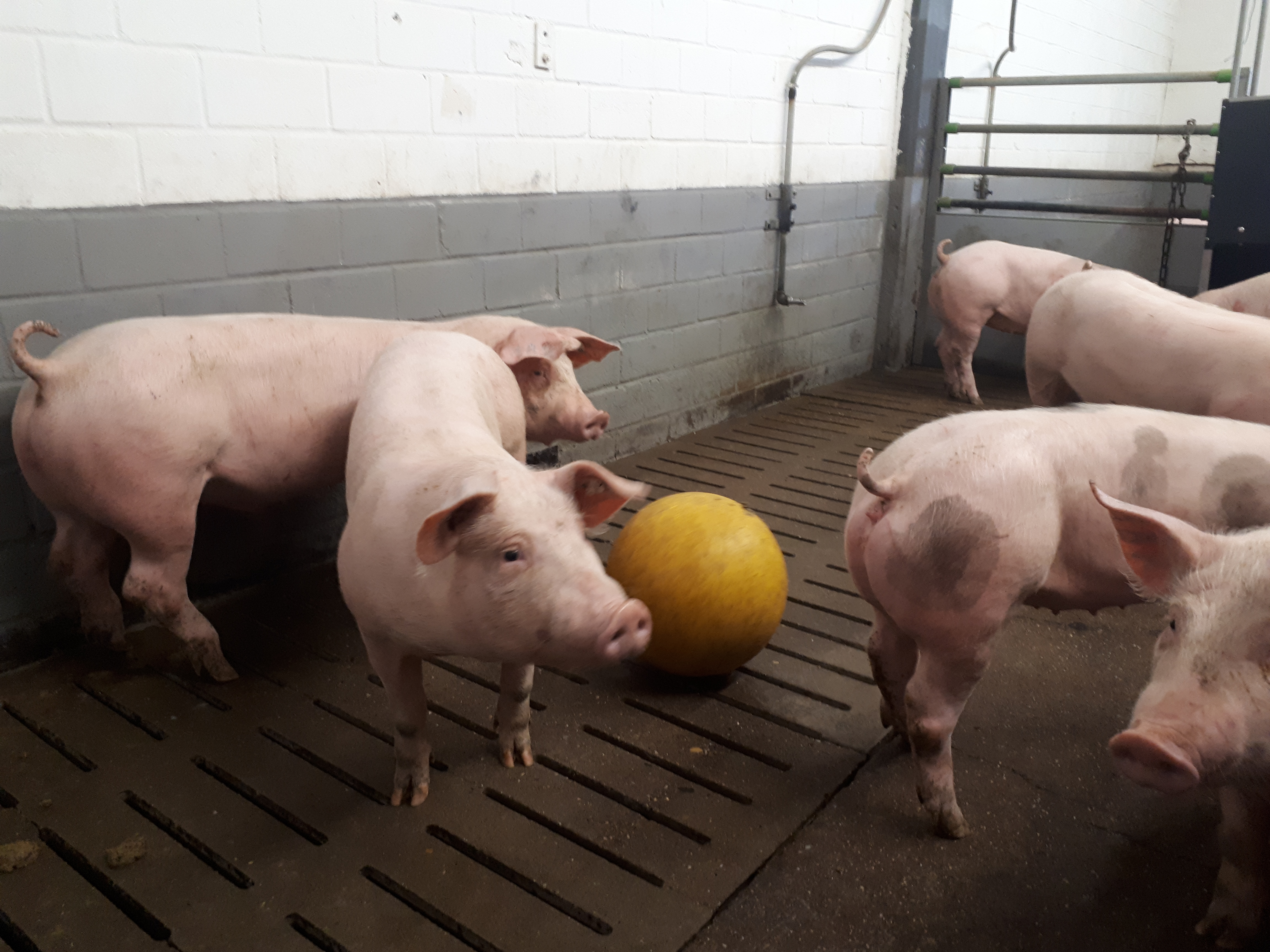Schweine im Stall