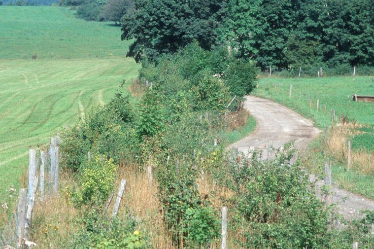 Hecke neben einem Weg