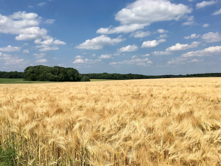 Ein Feld mit reifer Gerste.