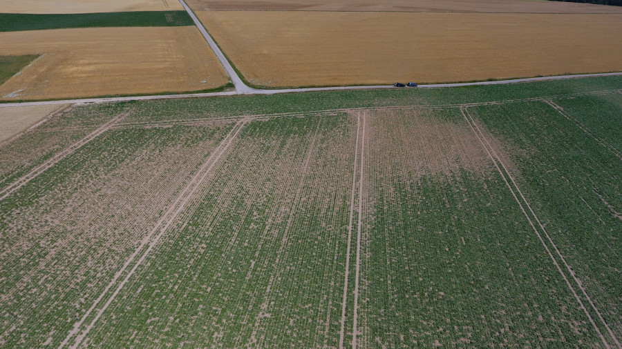 Luftaufnahme von einem Feld mit Zuckerrüben. Durch Trockenheit sind einige Pflanzen schlecht entwickelt.