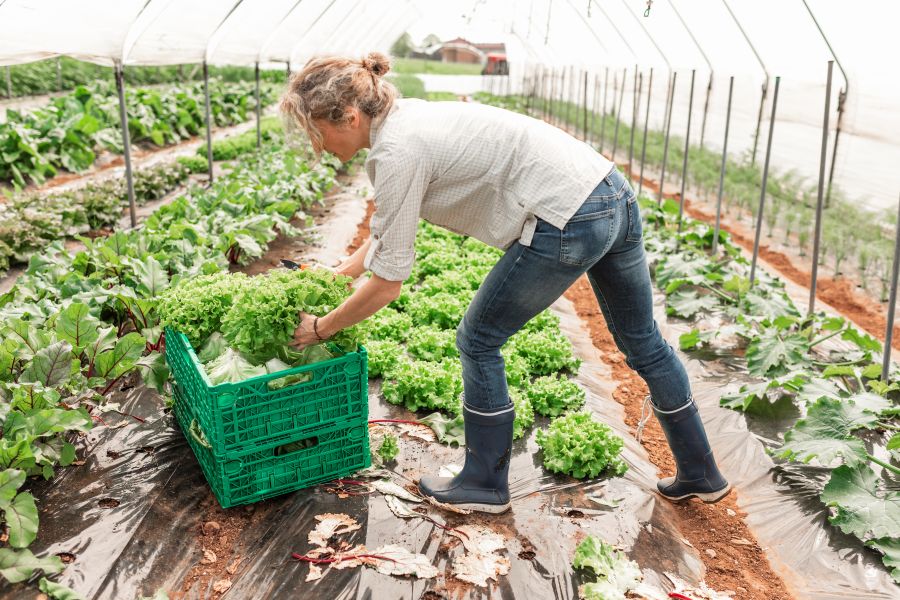 Frau sortiert Salat in eine Kiste. Sie befindet sich in einem Gewächshaus.
