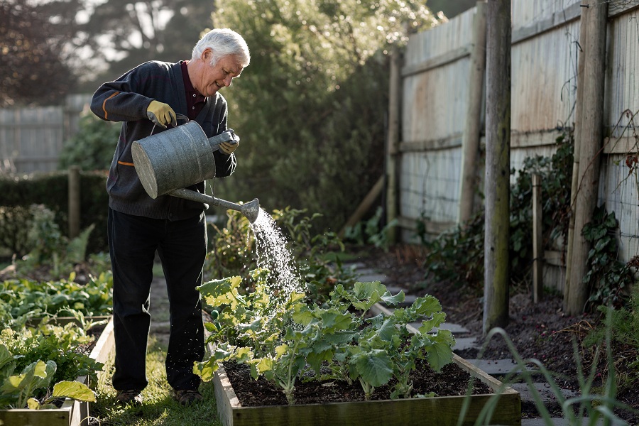Älterer Mann bewässert mit einer Gießkanne Pflanzen in einem Garten.