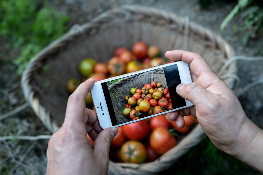 Mit einem von zwei Händen gehaltenen Smartphone werden in einem Korb liegende Tomaten fotografiert.