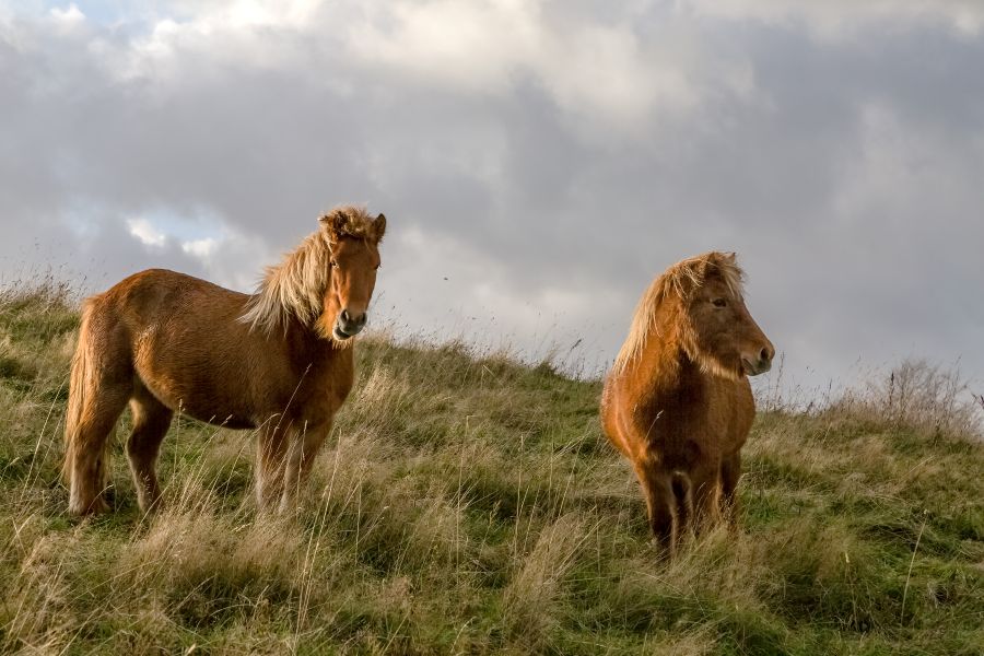 zwei Pferde auf einem Hügel in Dänemark