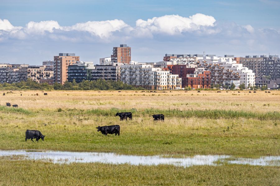 Rinder vor einer dänischen Stadt