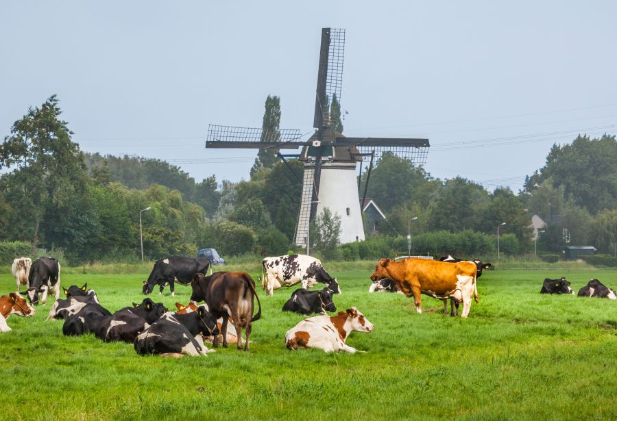 Rinder auf der Weide vor Windmühle in den Niederlanden