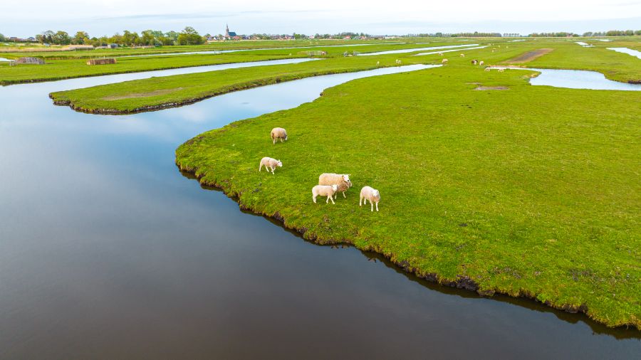 Schafe an einem Kanal in den Niederlanden