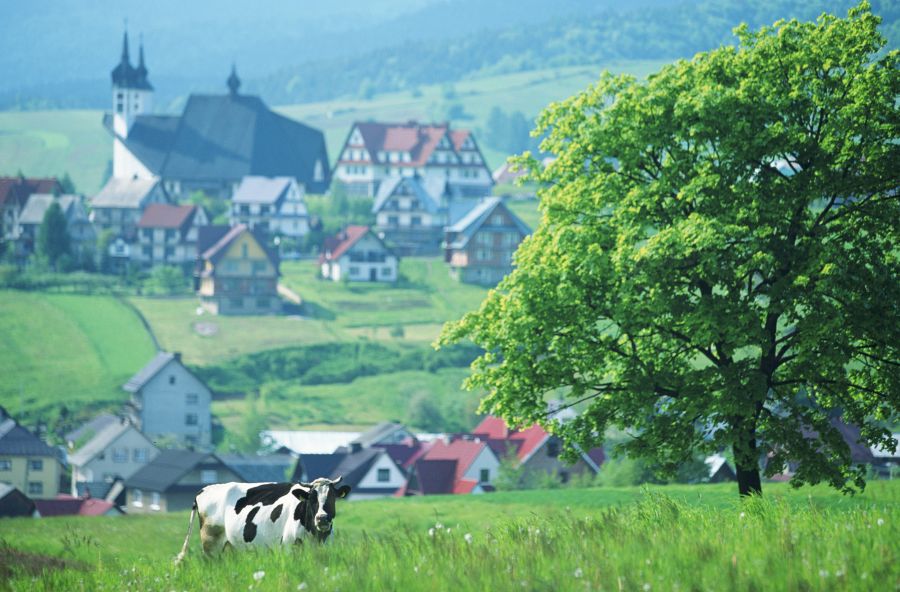 Polen: Kuh auf einer Weide vor der Stadt Kluszkowce im Tatragebirge
