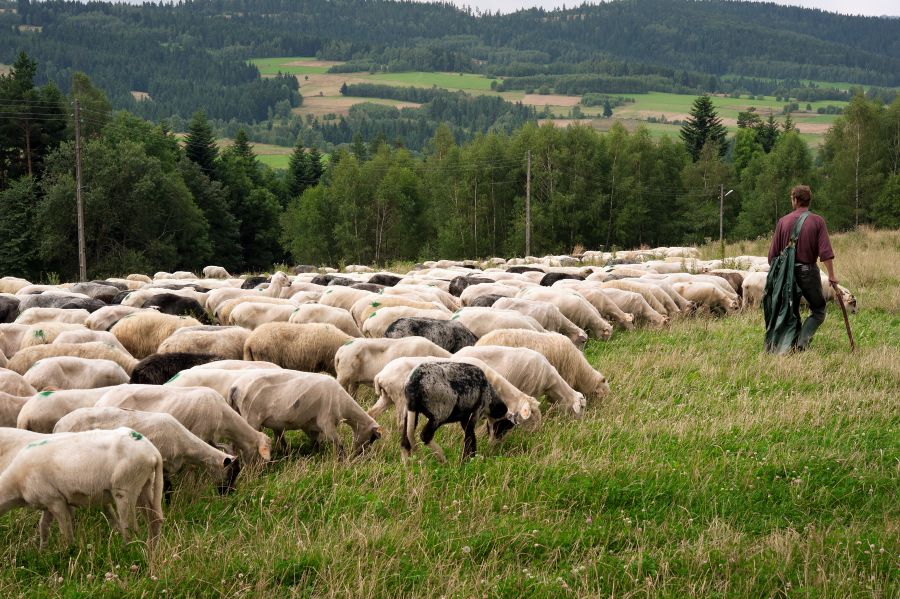 Polen: Hirte mit seiner Schafherde auf einer Wiese