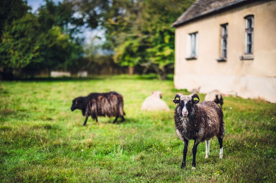 Polen: Schafe grasen auf einer grünen Wiese neben einem rustikalen Steingebäude