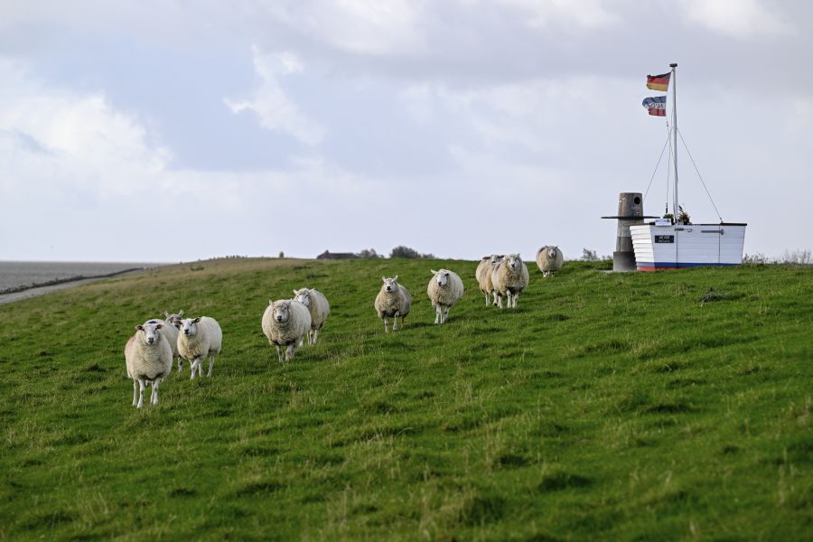 Schafe laufen über einen Deich mit der Nordsee links im Bild.