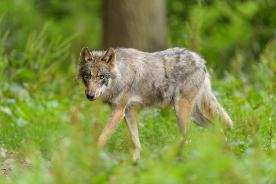 einzelner Wolf
