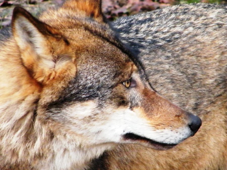 Wolf in Nahaufnahme