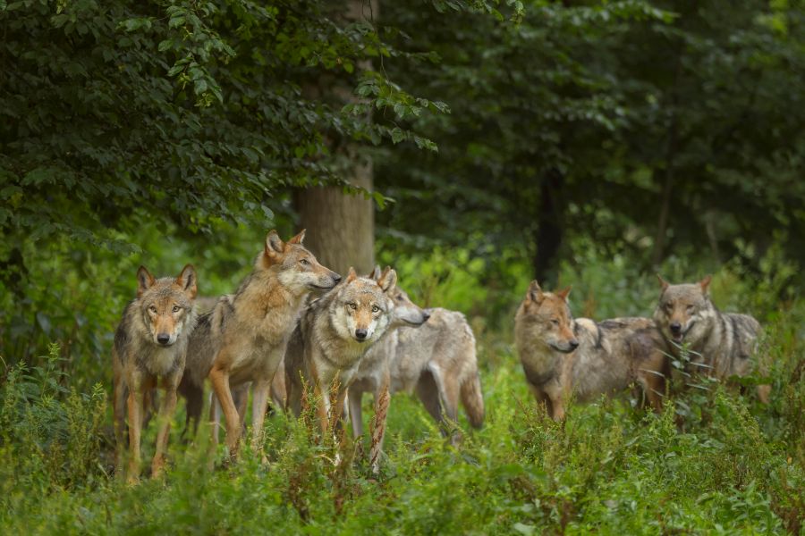 Wolfsrudel