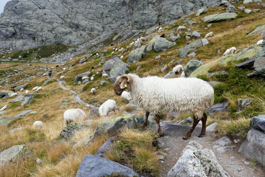 Schaf in den französischen Bergen.