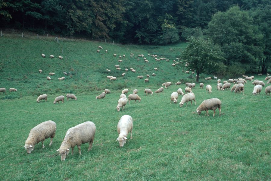 weidende Schafe