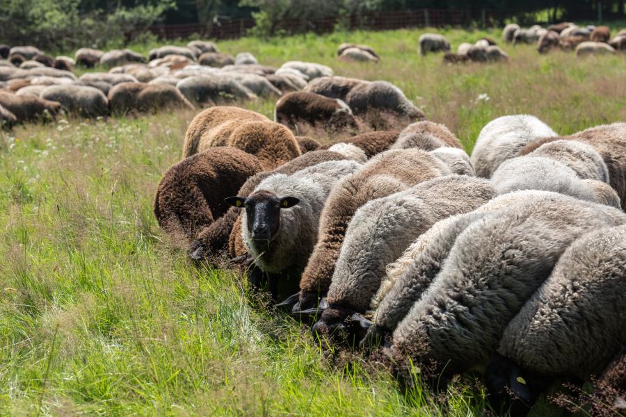 Schafe auf der Weide