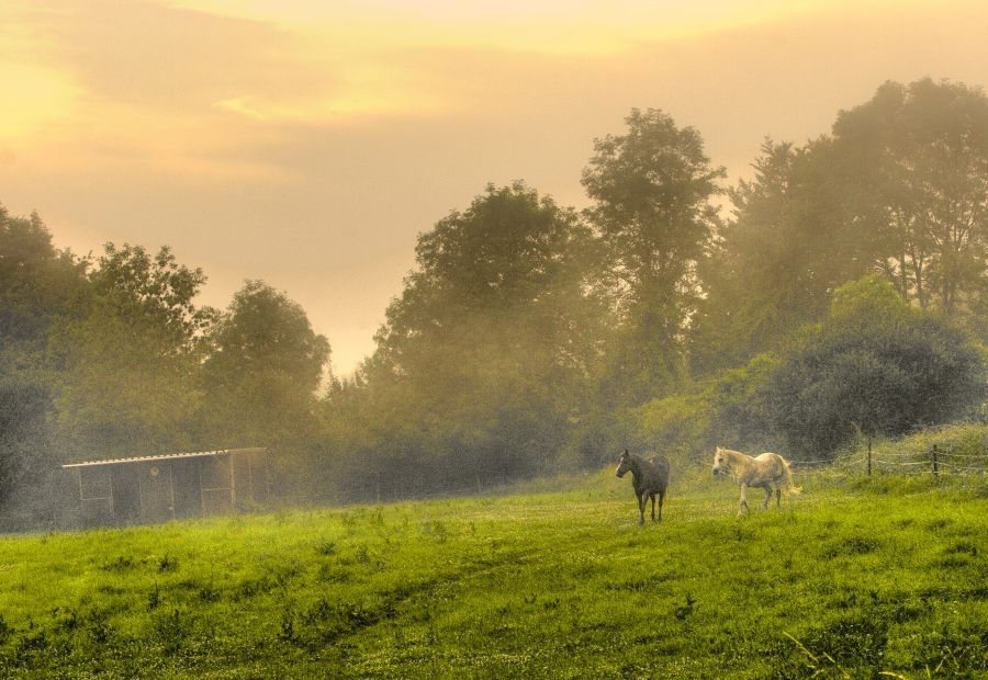 zwei Pferde stehen auf einer Koppel bei Sonnenaufgang