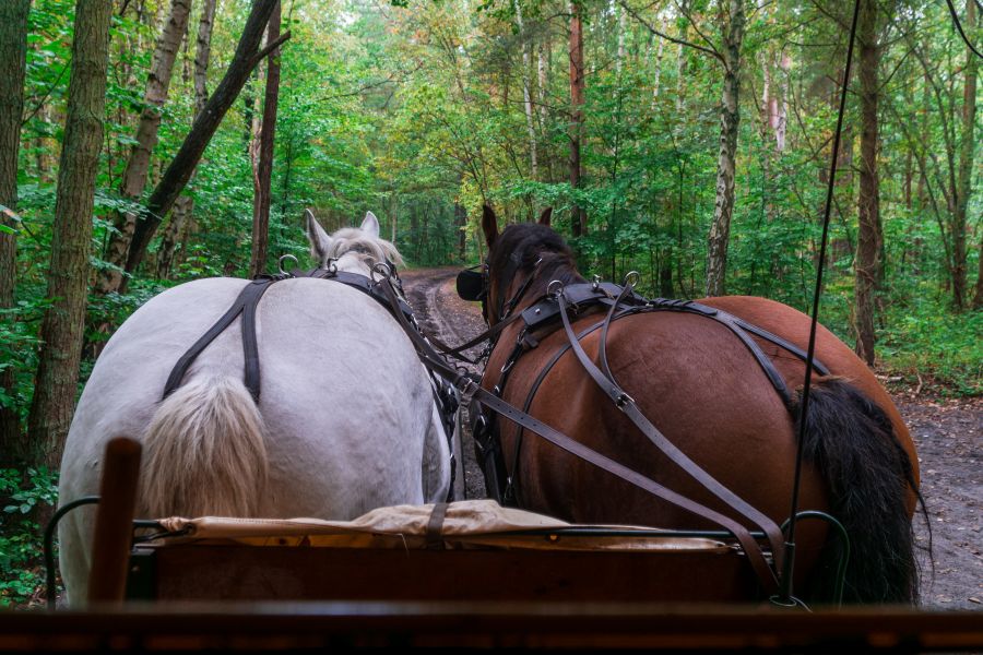 Pferdekutsche im Wald.