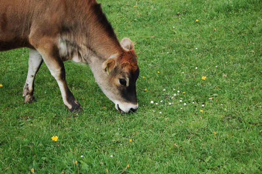 Kalb weidet auf Grünland
