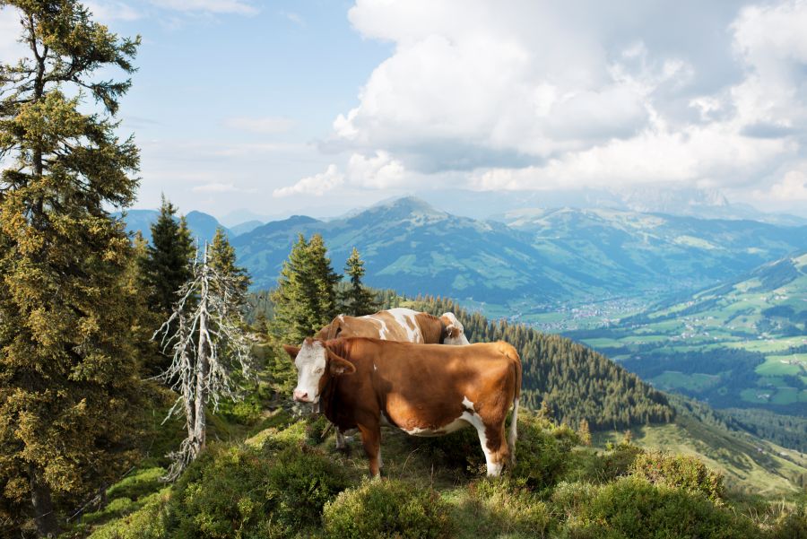 Zwei Kühe stehen auf einer Anhöhe in bergigem Gelände. Im Hintergrund sieht man ein Tal mit Häusern und eine weitere Bergkette.